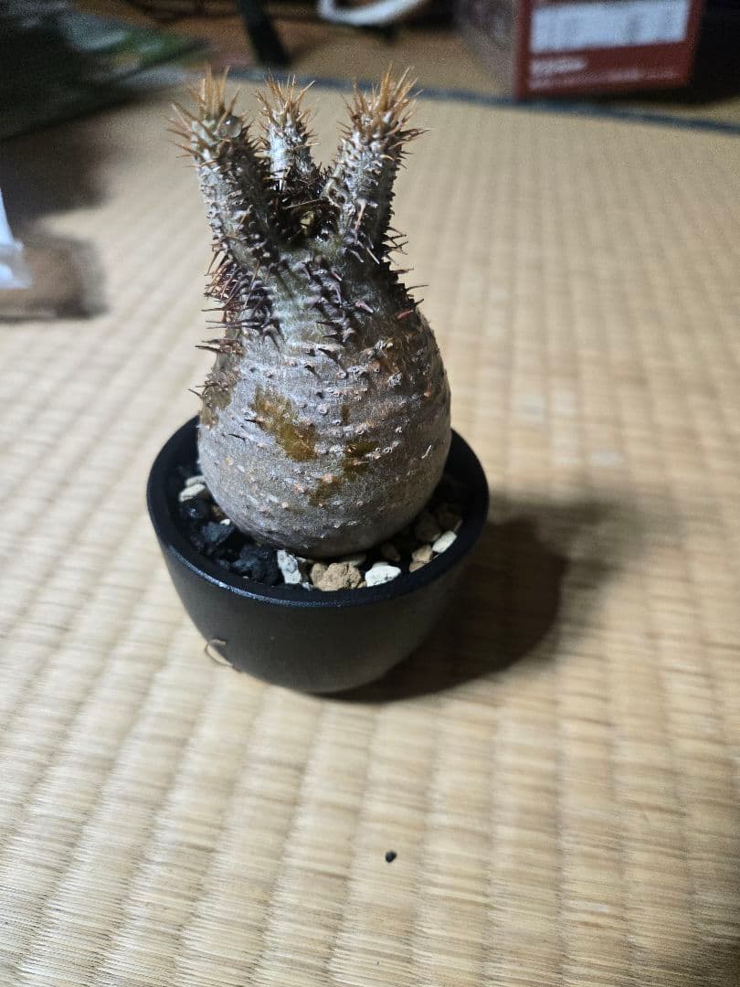 ばこみ パキポディウム グラキリス 発根済 現地株 現地株 ミニ チビ