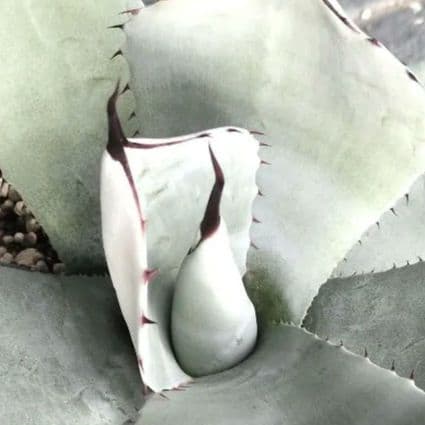 V*5様 吉祥天　アガベ　トランカータ　パリー　アガベパリー　サボテン　オバティ