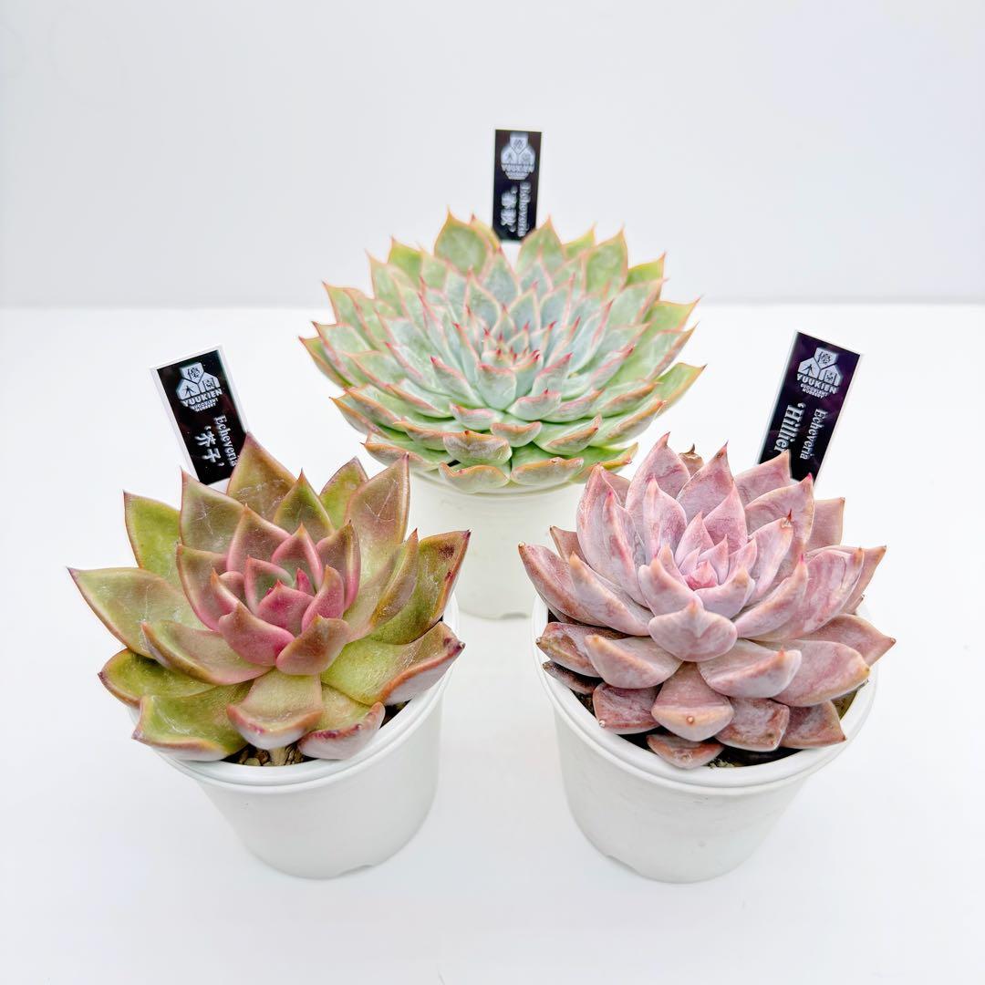 12日迄の限定価格！優木園　春秋・芥子・Hillier　札付き・メルカリ便発送！