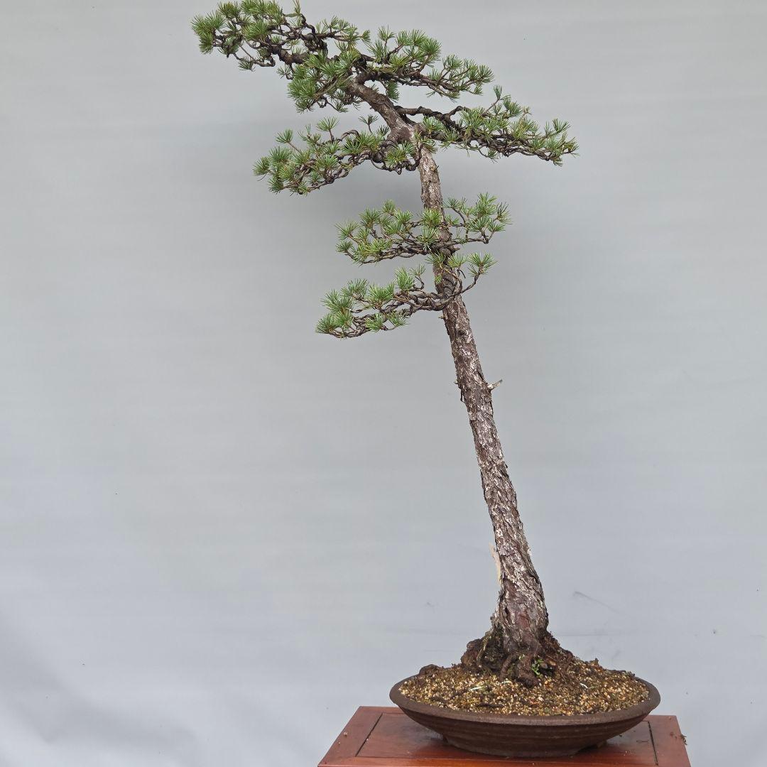 五葉松　[文人風]　大品盆栽