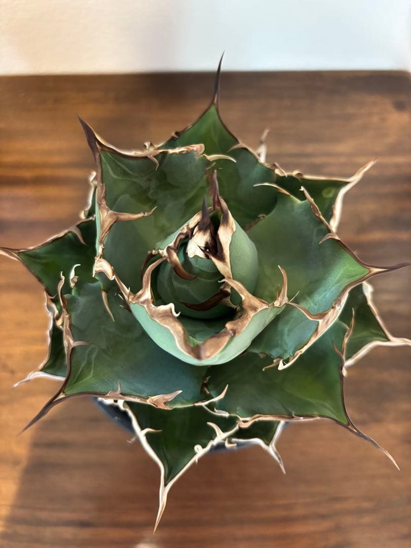 アガベ　ハデス　台湾産