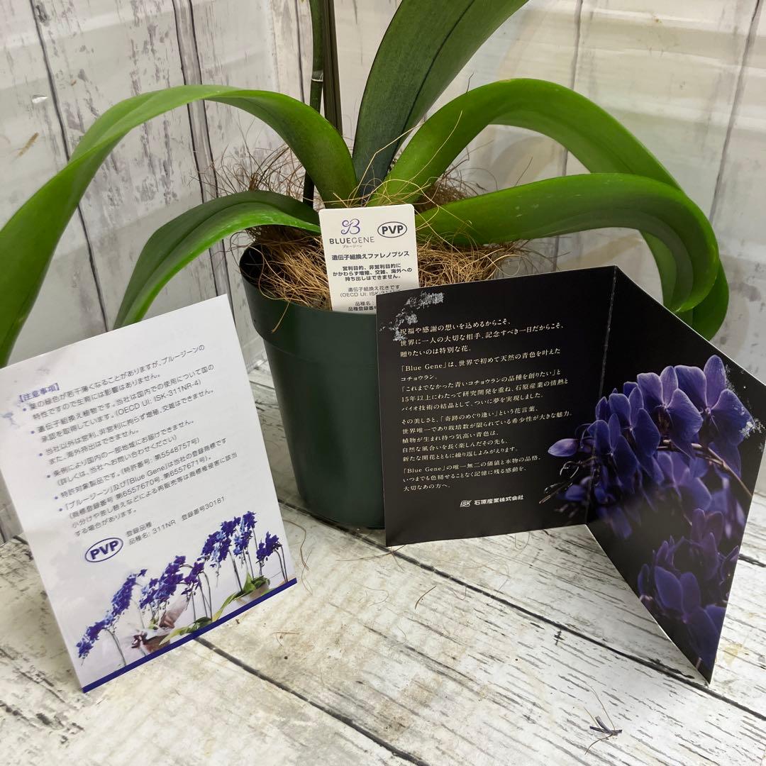 ③正規品　希少品種　胡蝶蘭　コチョウラン　ファレノプシス　ブルージーン　パープル