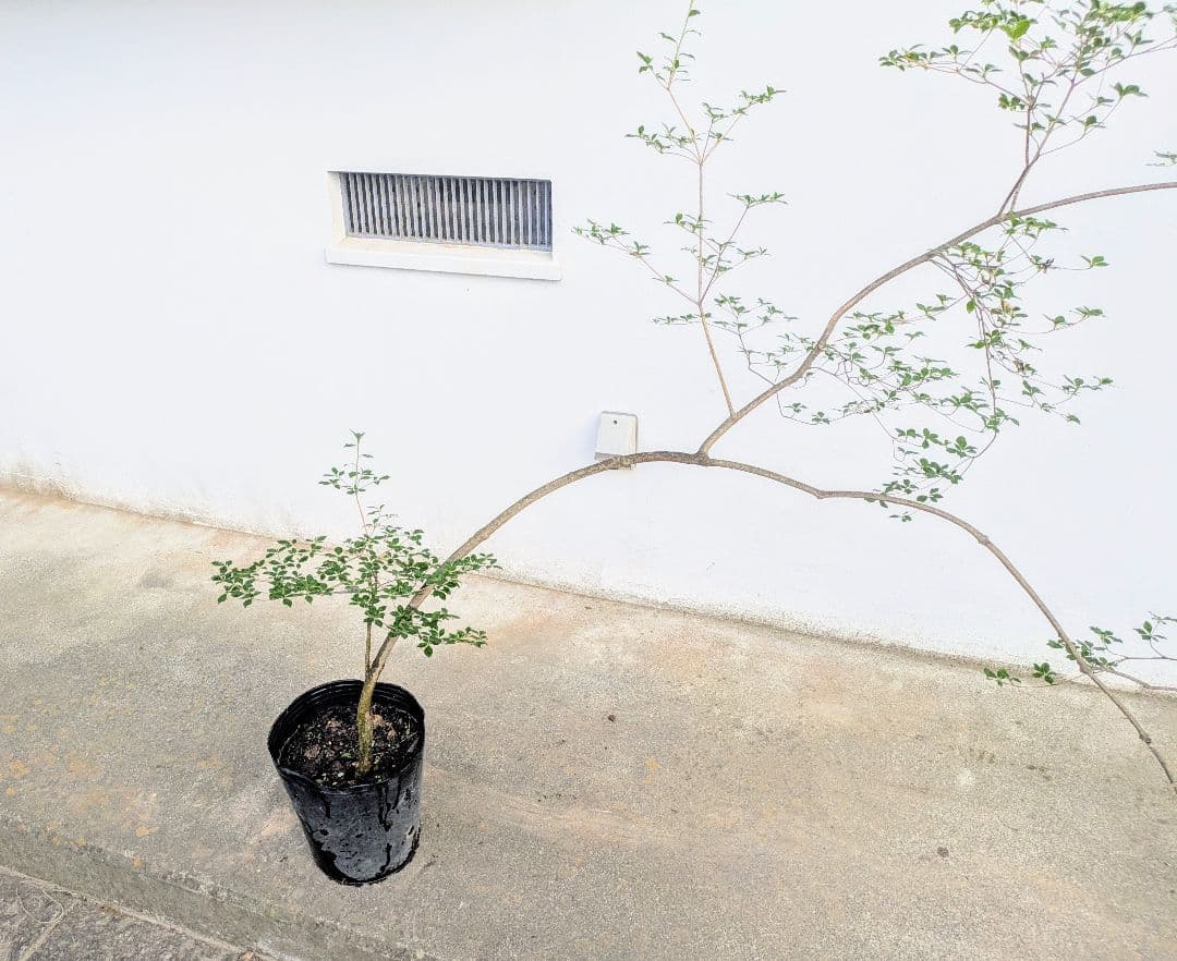 秋の大特価！ 神秘的美しさ。。山採りドウダンツツジ。