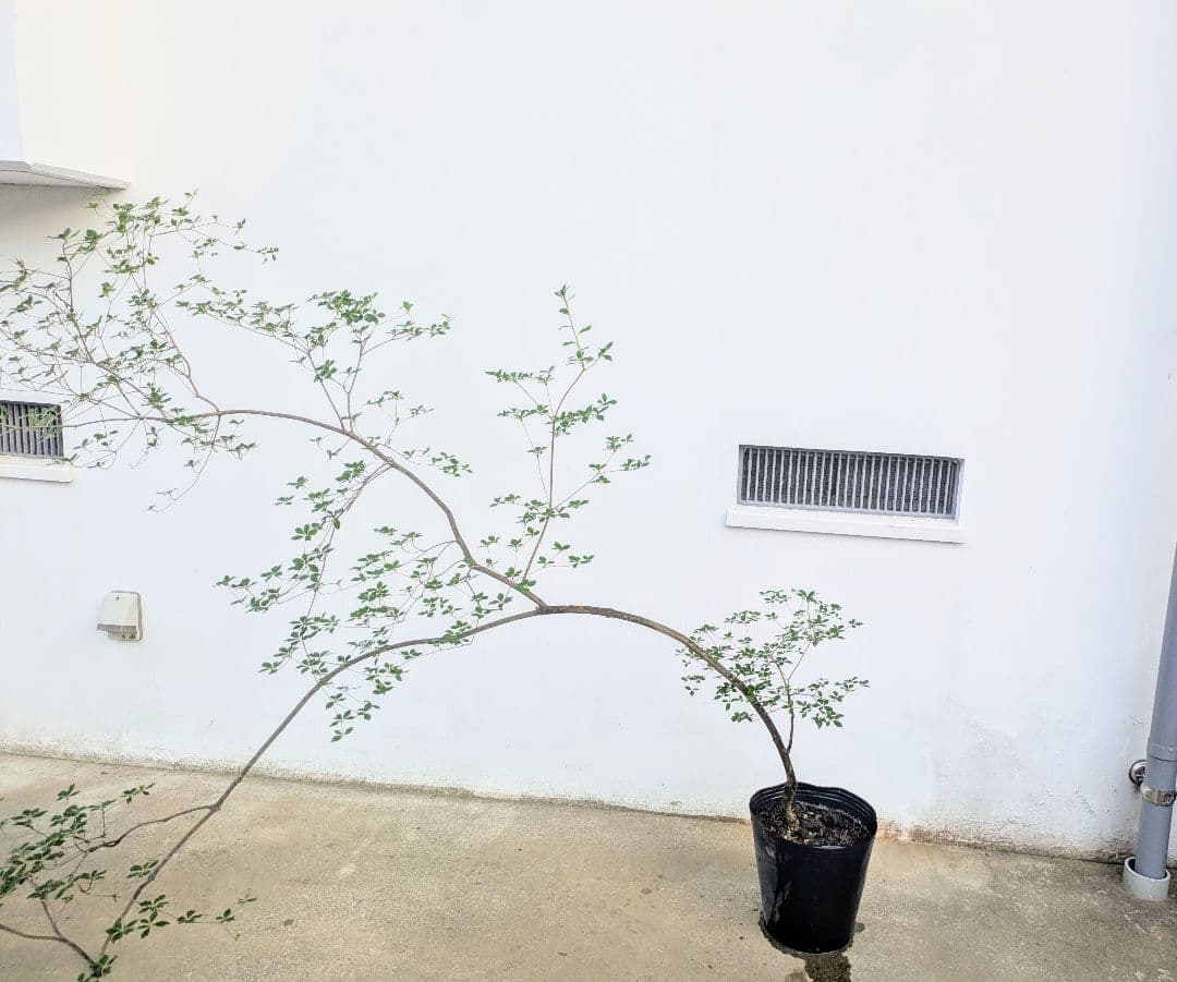 秋の大特価！ 神秘的美しさ。。山採りドウダンツツジ。