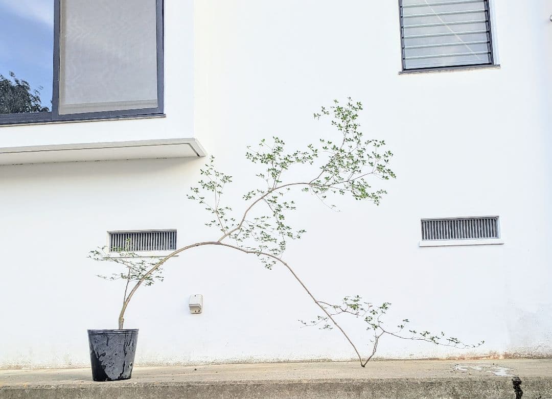 秋の大特価！ 神秘的美しさ。。山採りドウダンツツジ。