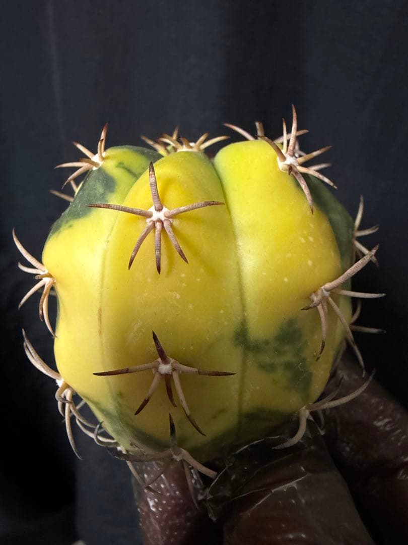 国内実生苗　接おろしエキノカクタス尖紅丸錦◇太平丸　多肉サボテン斑入りハオルチア