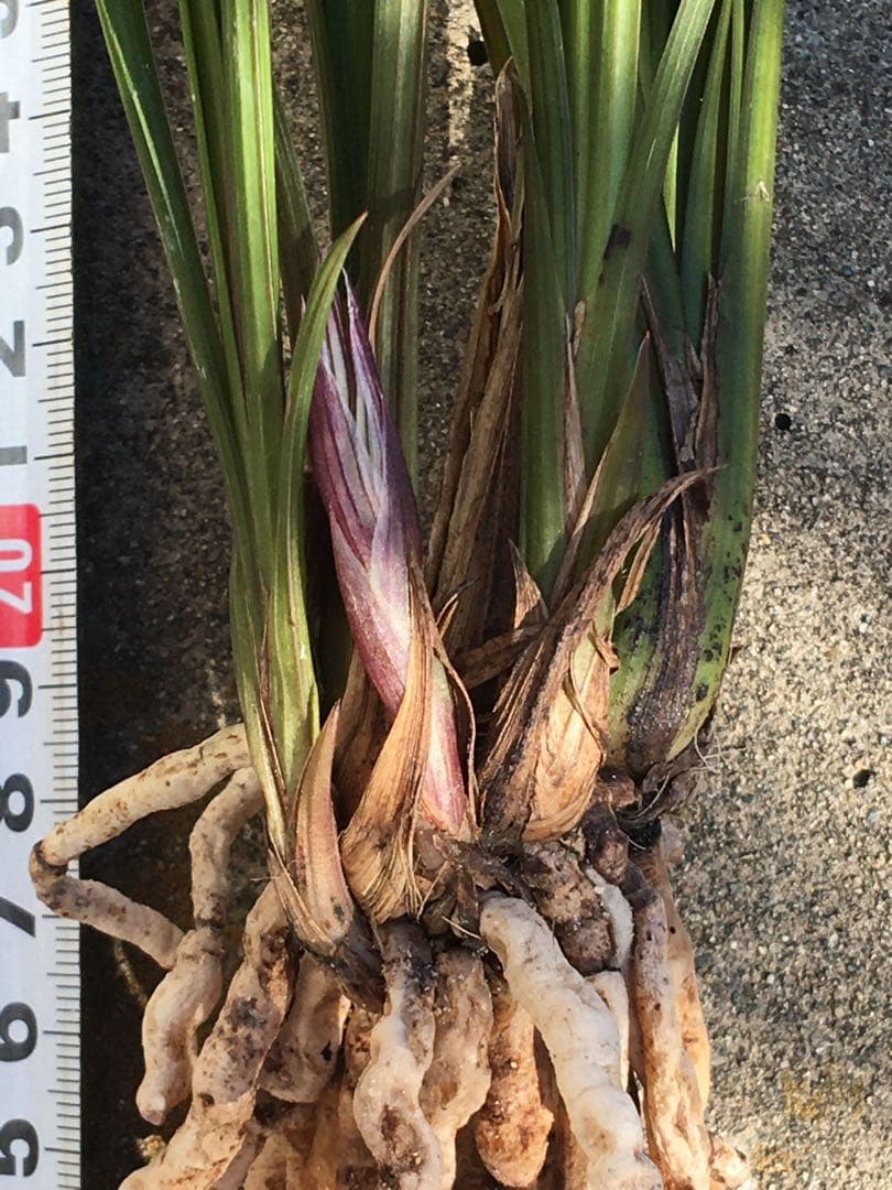 中国四川蘭　水晶紅素　7本立　花芽1