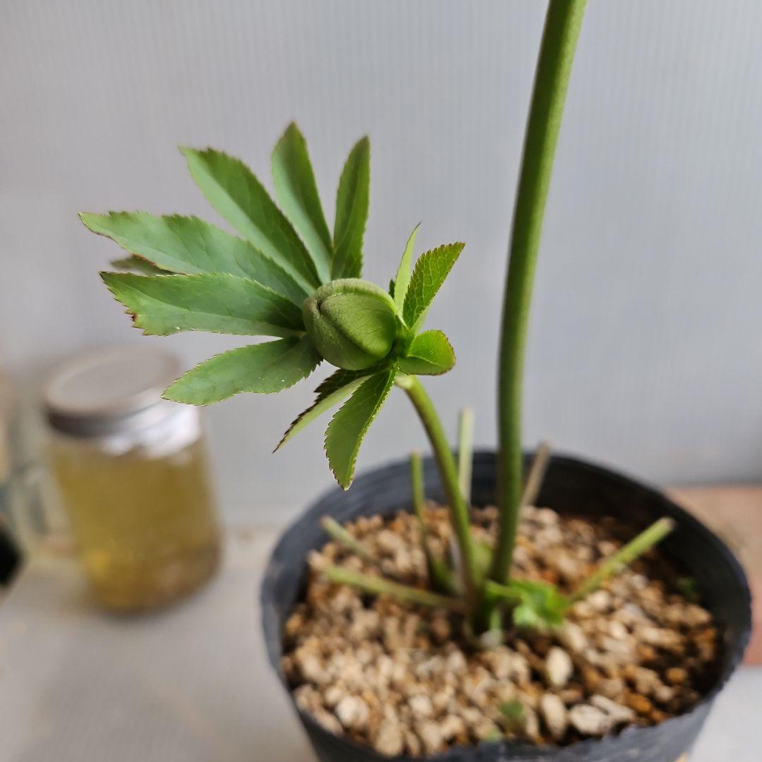 ㉖-502クリスマスローズ