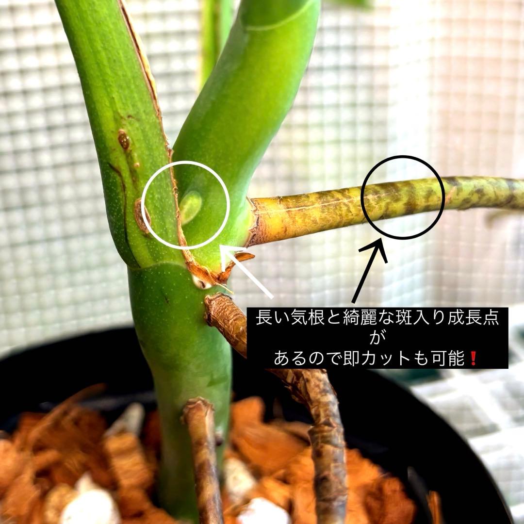 極上　モンステラ　セブブルーフルミント\"Ocean\"　安定美斑　斑入り