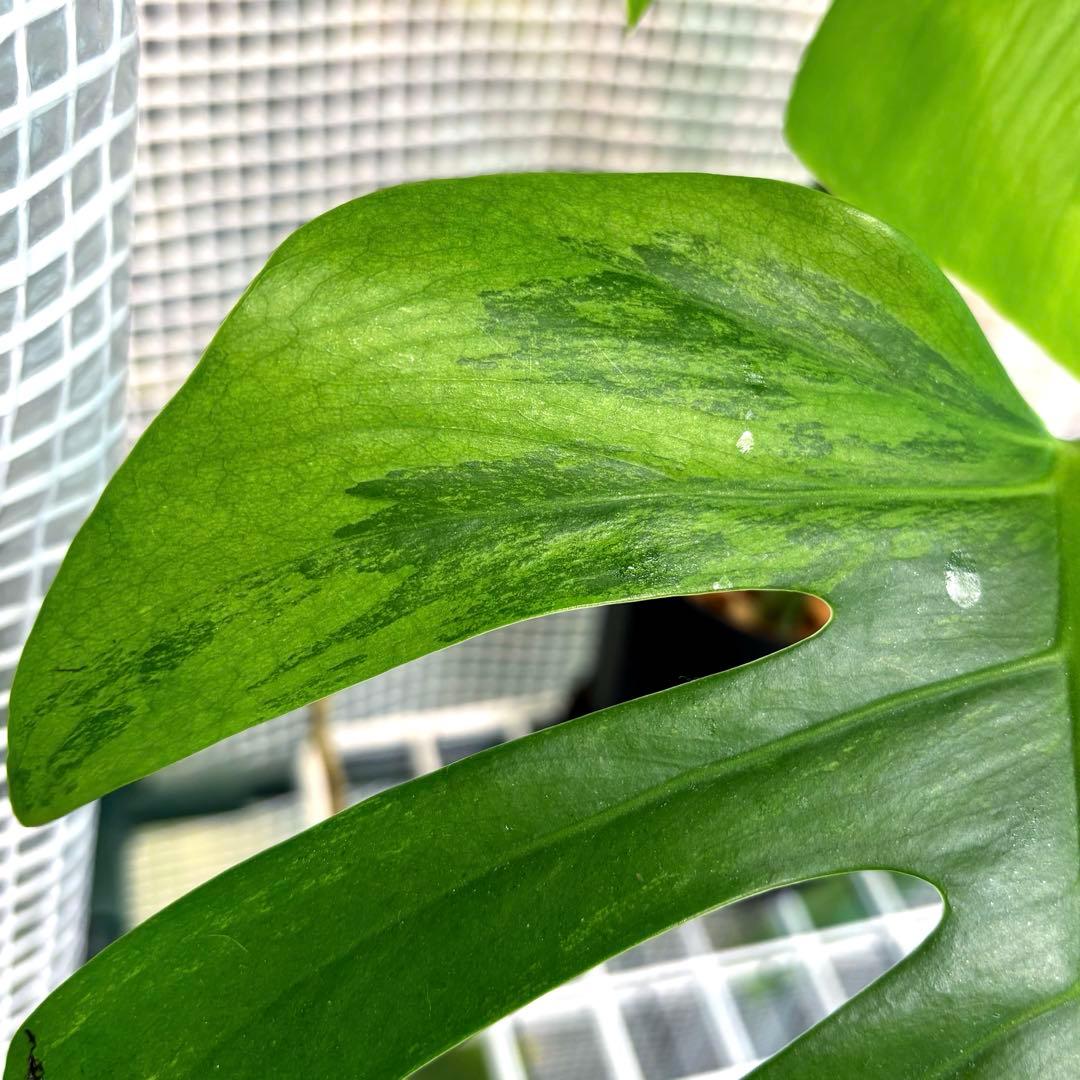 極上　モンステラ　セブブルーフルミント\"Ocean\"　安定美斑　斑入り