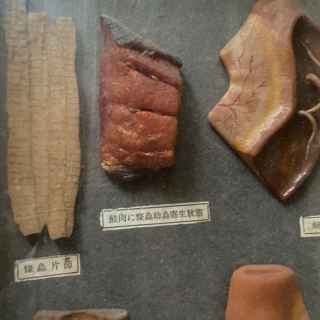 珍品、レトロ　医学模型　寄生虫