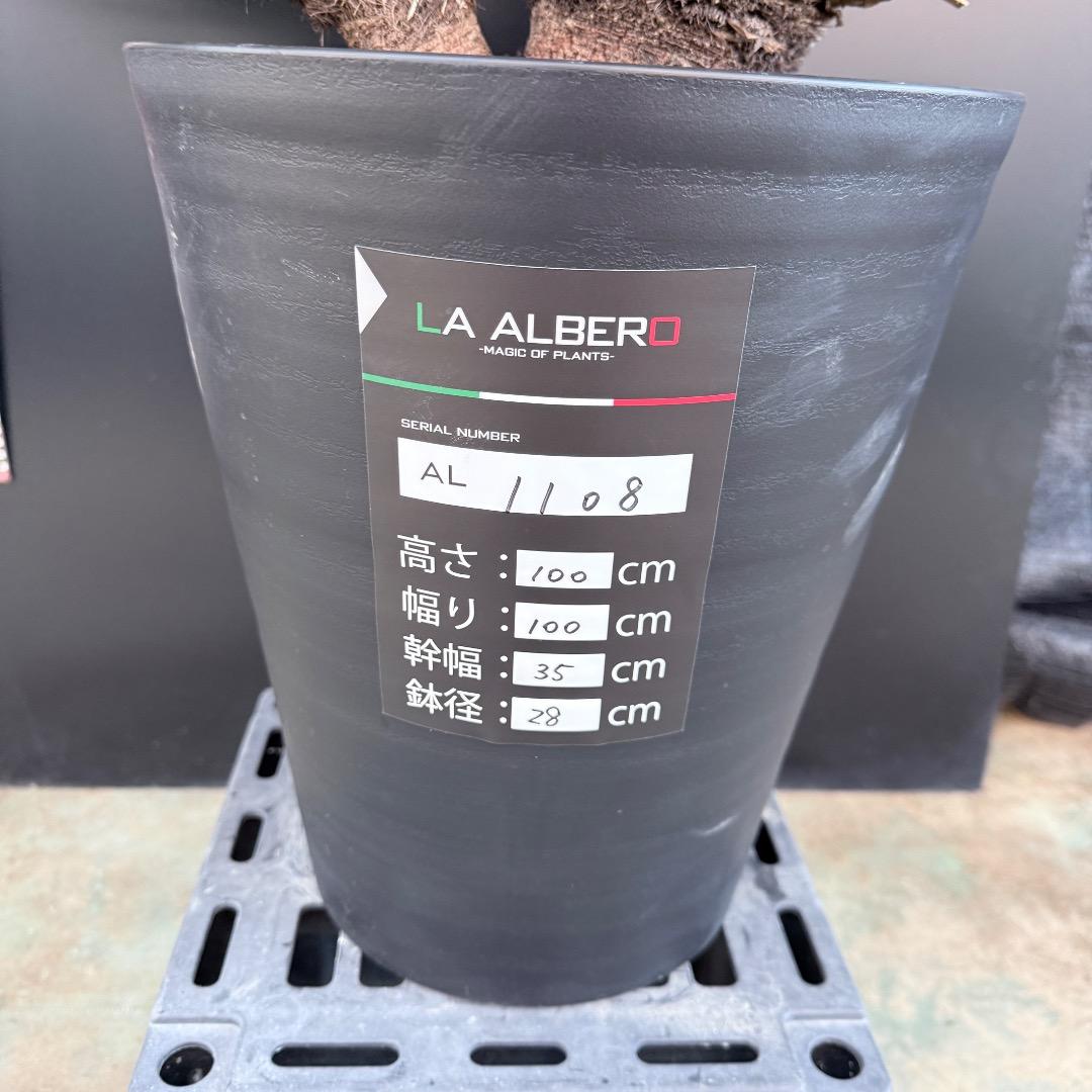 J*7様 【AL1108】ユッカ　ロストラータ　ダブルヘッド　極太　シルバーブル