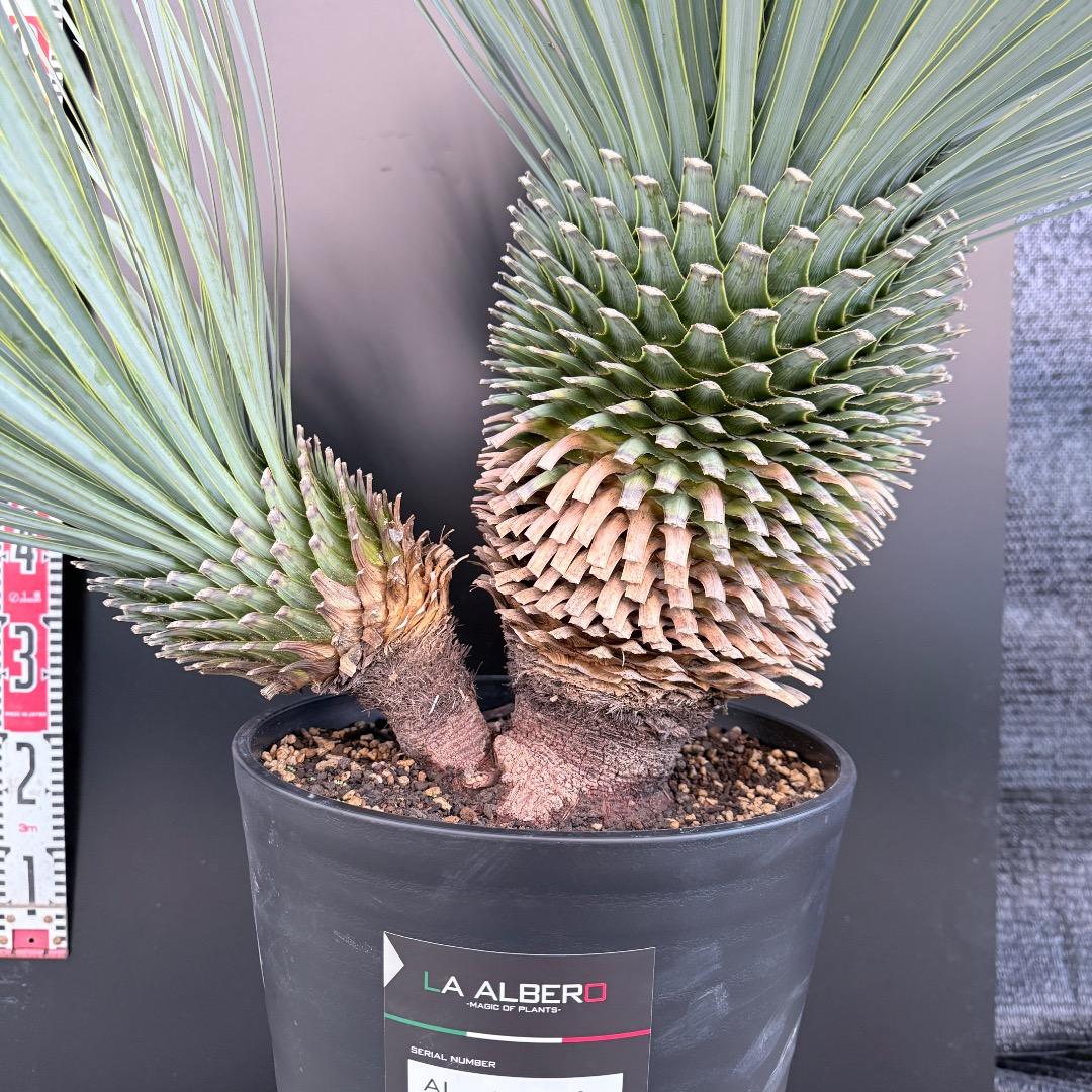 J*7様 【AL1108】ユッカ　ロストラータ　ダブルヘッド　極太　シルバーブル