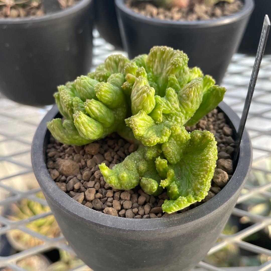 ユーフォルビア オベサ 綴化タイプ 2.5号プラ鉢