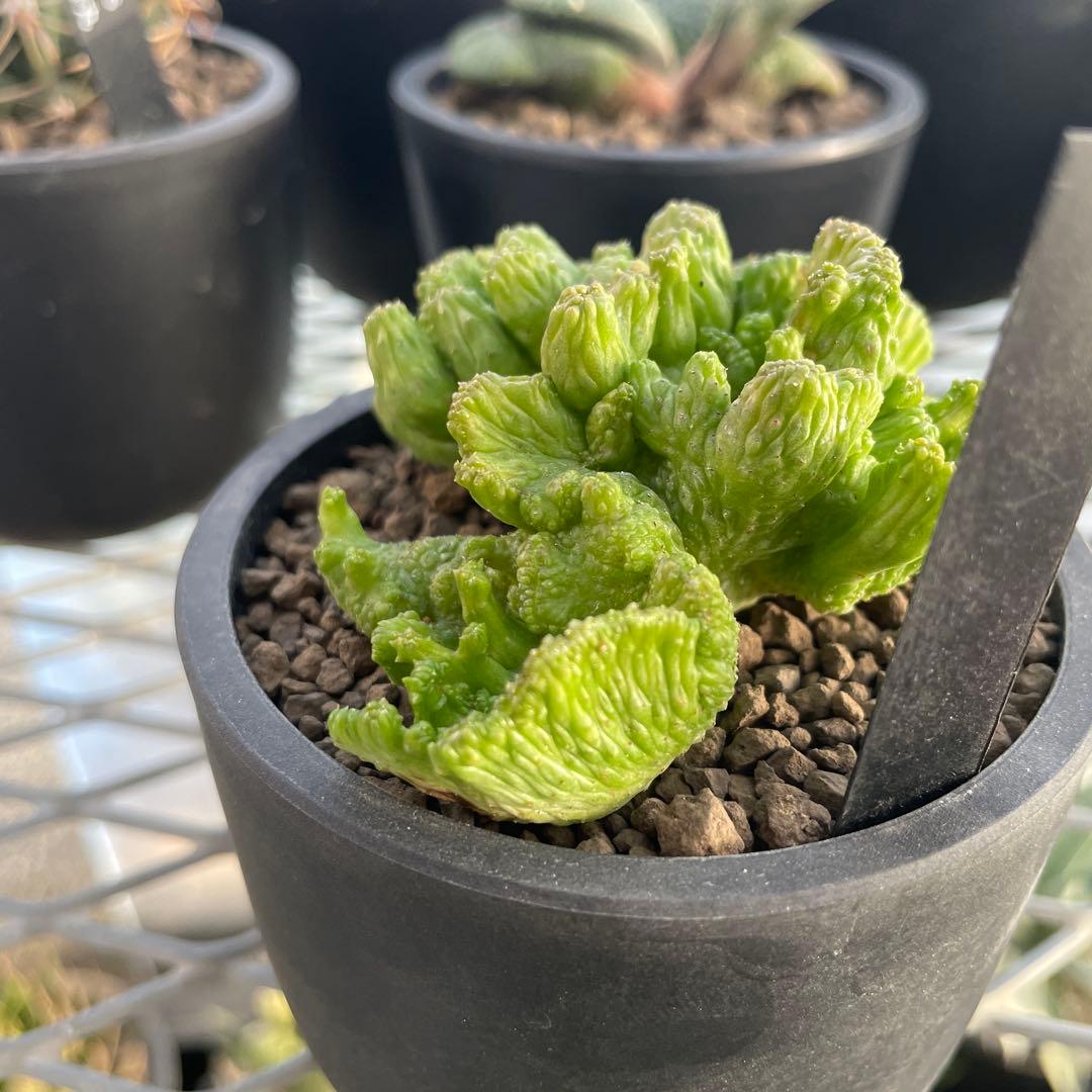 ユーフォルビア オベサ 綴化タイプ 2.5号プラ鉢