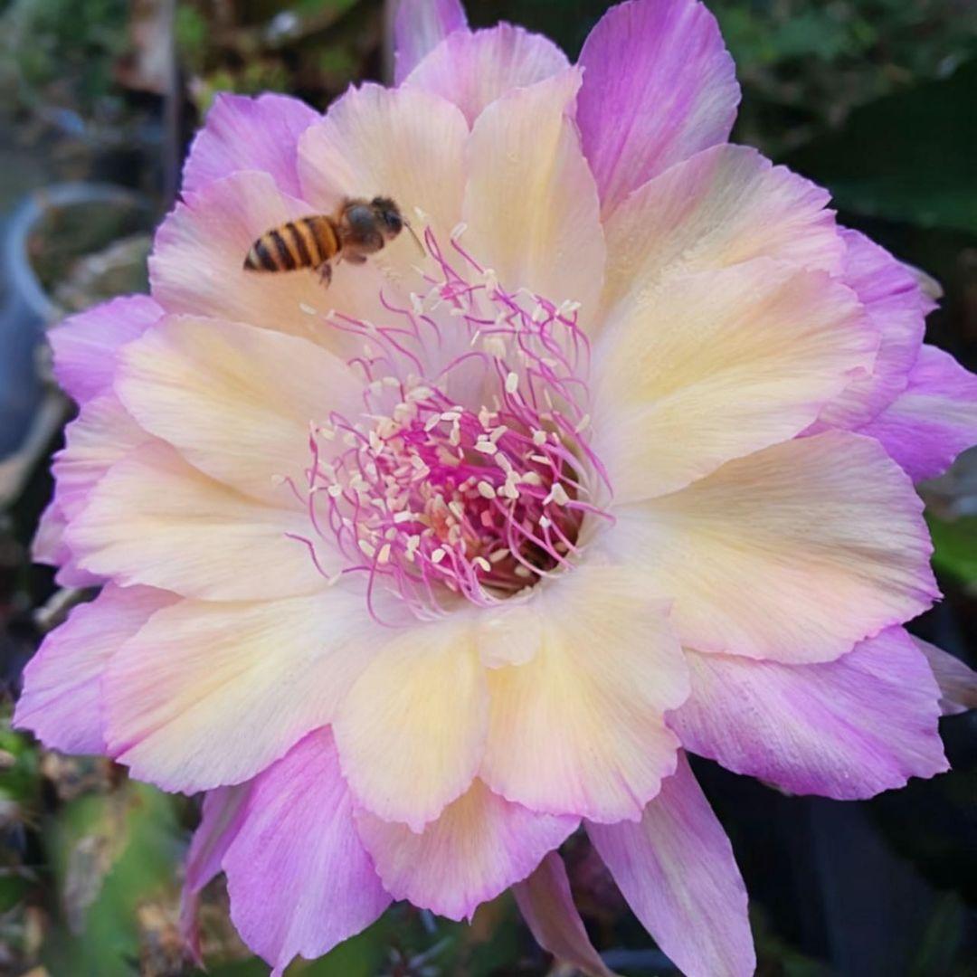 幸*運様 オーロラ　人気花サボテン　ロビビア属　　複色咲き　群開花　カキコ