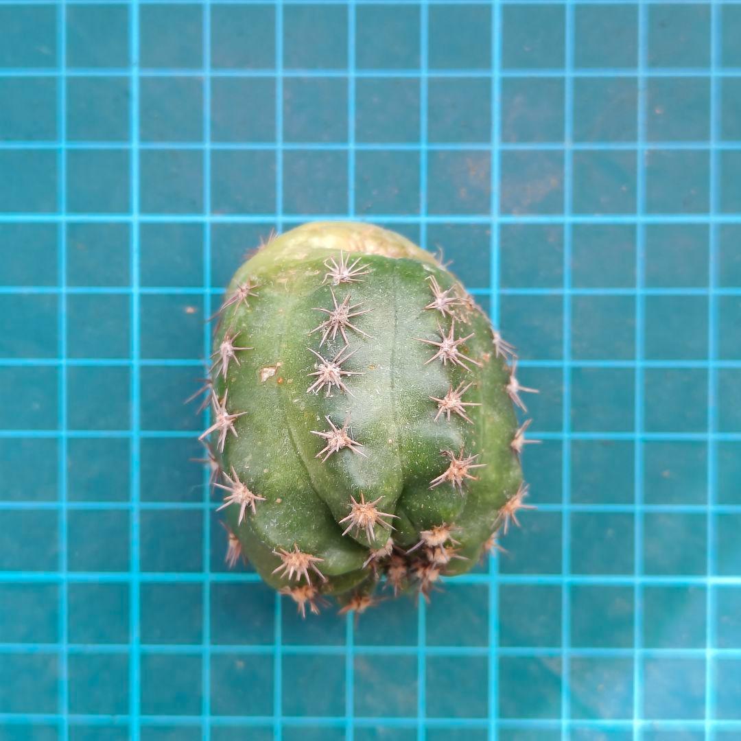 幸*運様 オーロラ　人気花サボテン　ロビビア属　　複色咲き　群開花　カキコ