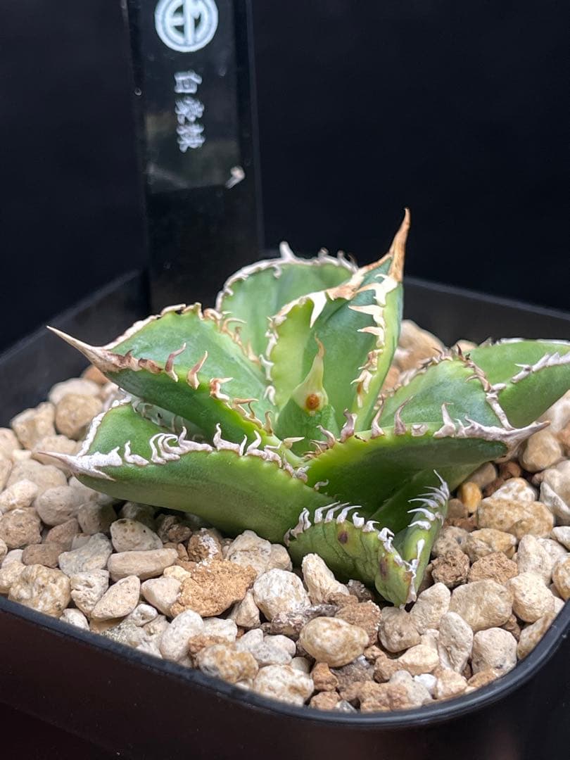 EMP アガベ チタノタ 白豪刺 錦 / AG1-896