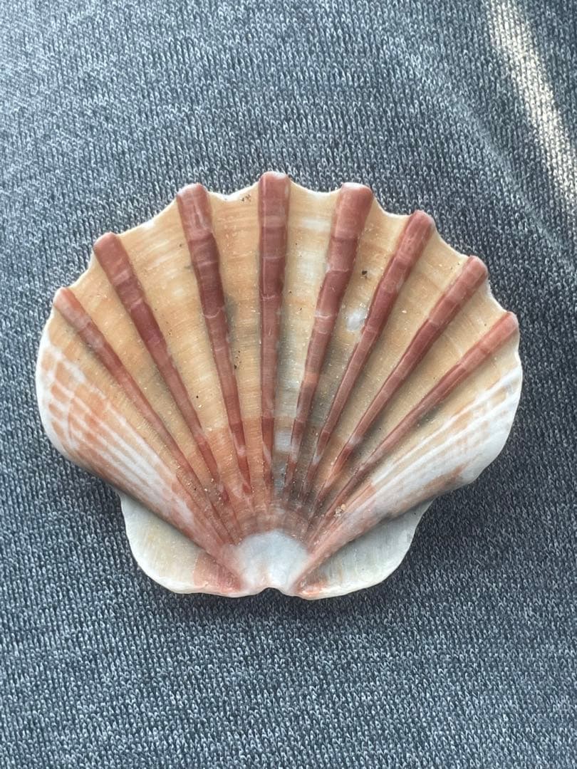 貝