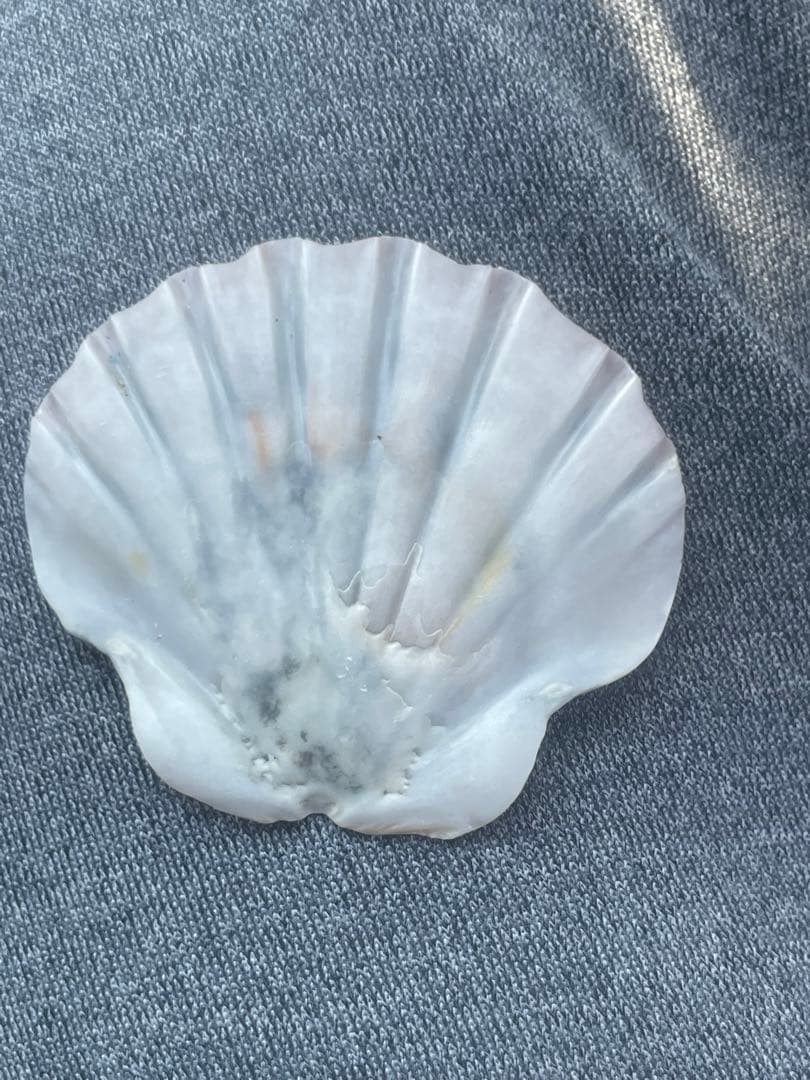 貝