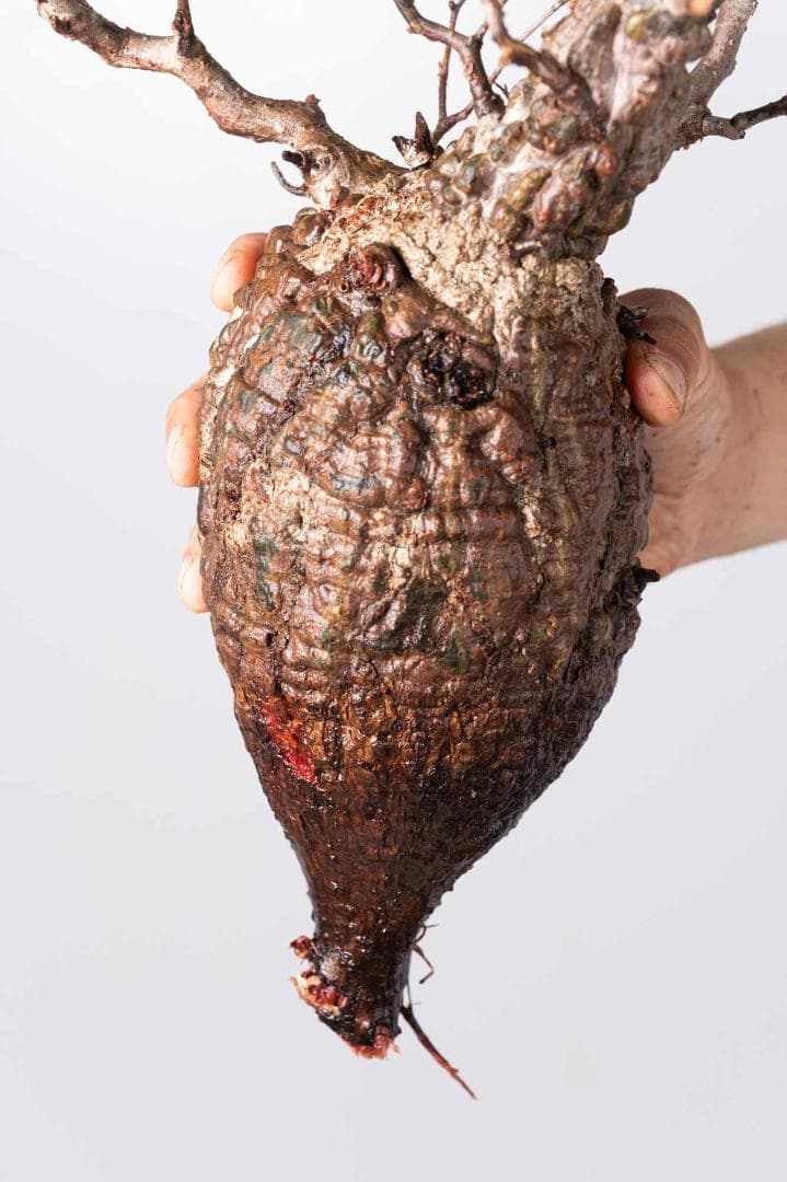 LP75 オペルクリカリア パキプス コーデックス ベアルート株