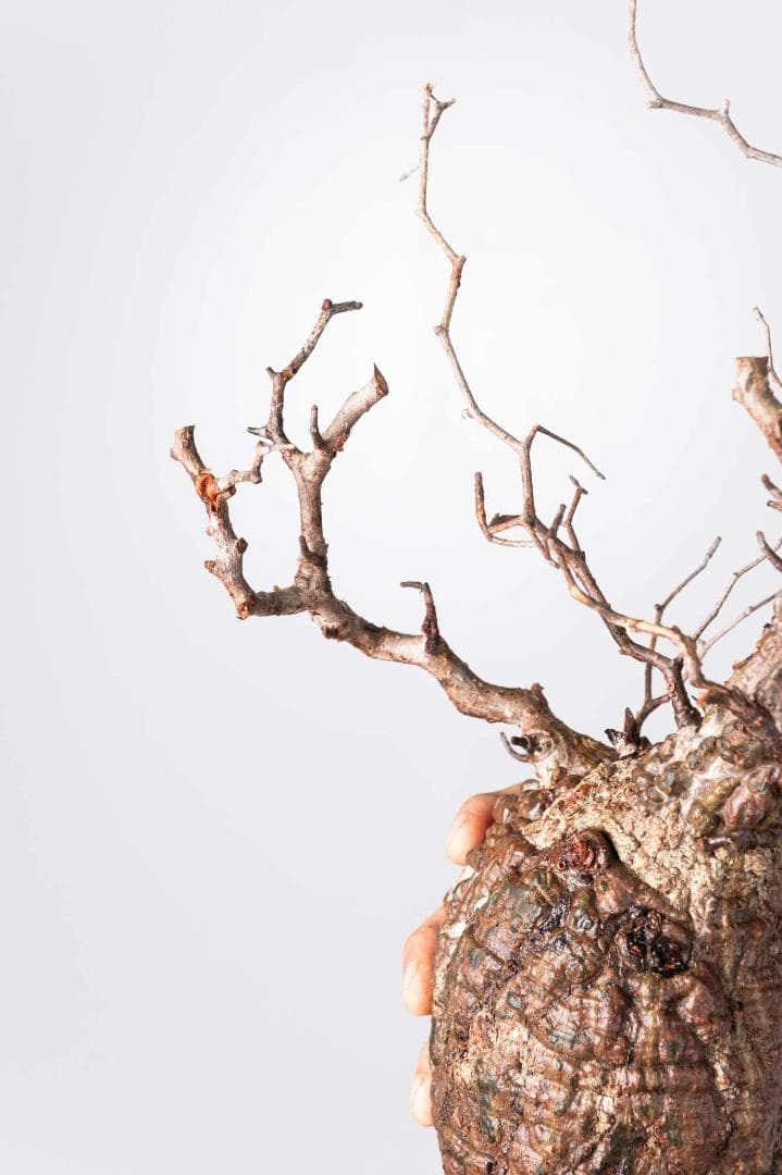 LP75 オペルクリカリア パキプス コーデックス ベアルート株