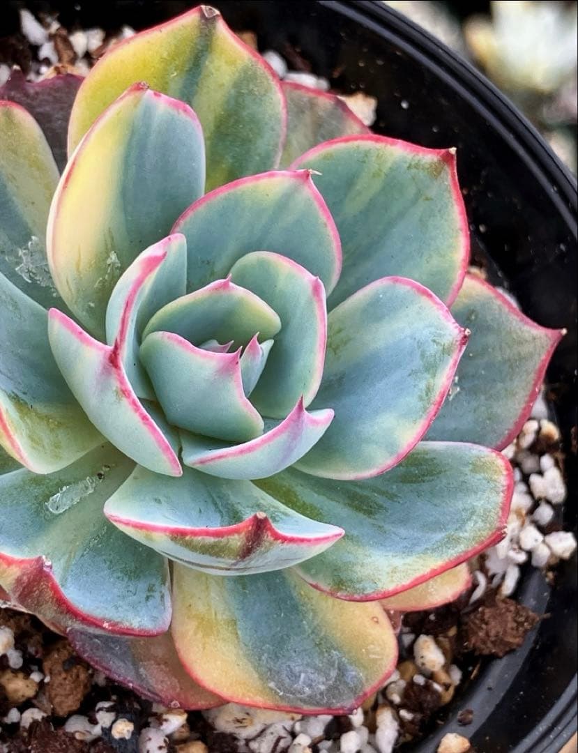 お纏め　多肉植物　アミスター錦　抜き苗