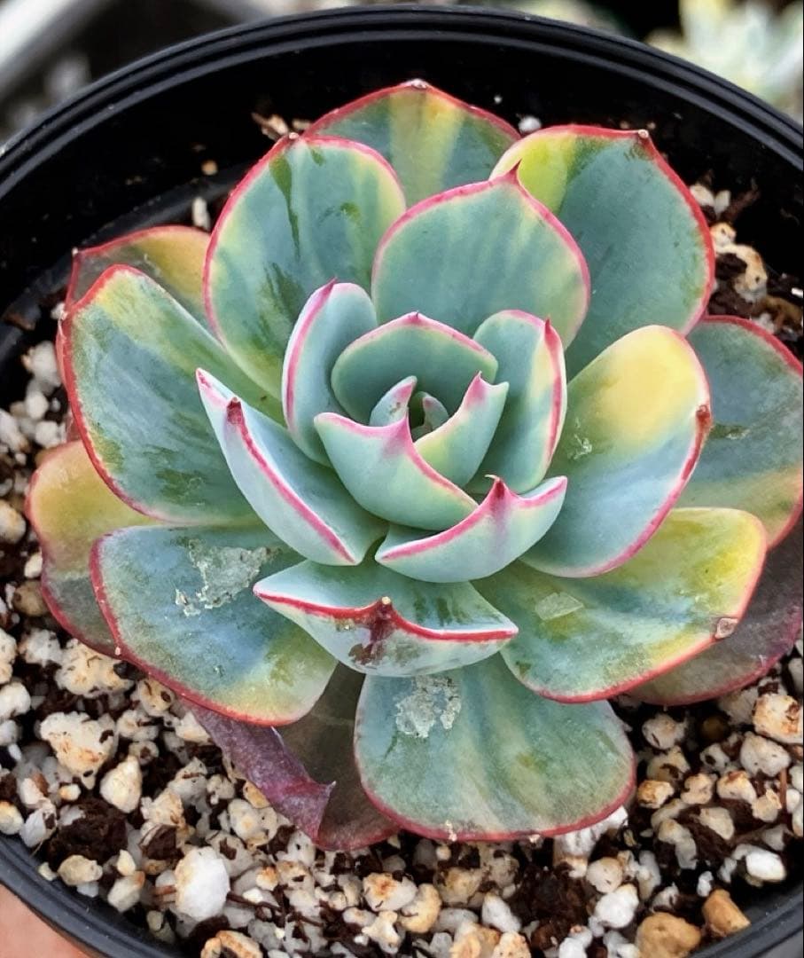 お纏め　多肉植物　アミスター錦　抜き苗