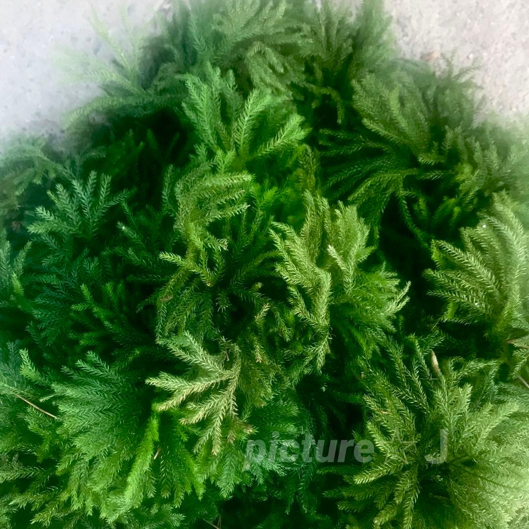 ★ オレさま・専用 ★ タチカズラetc