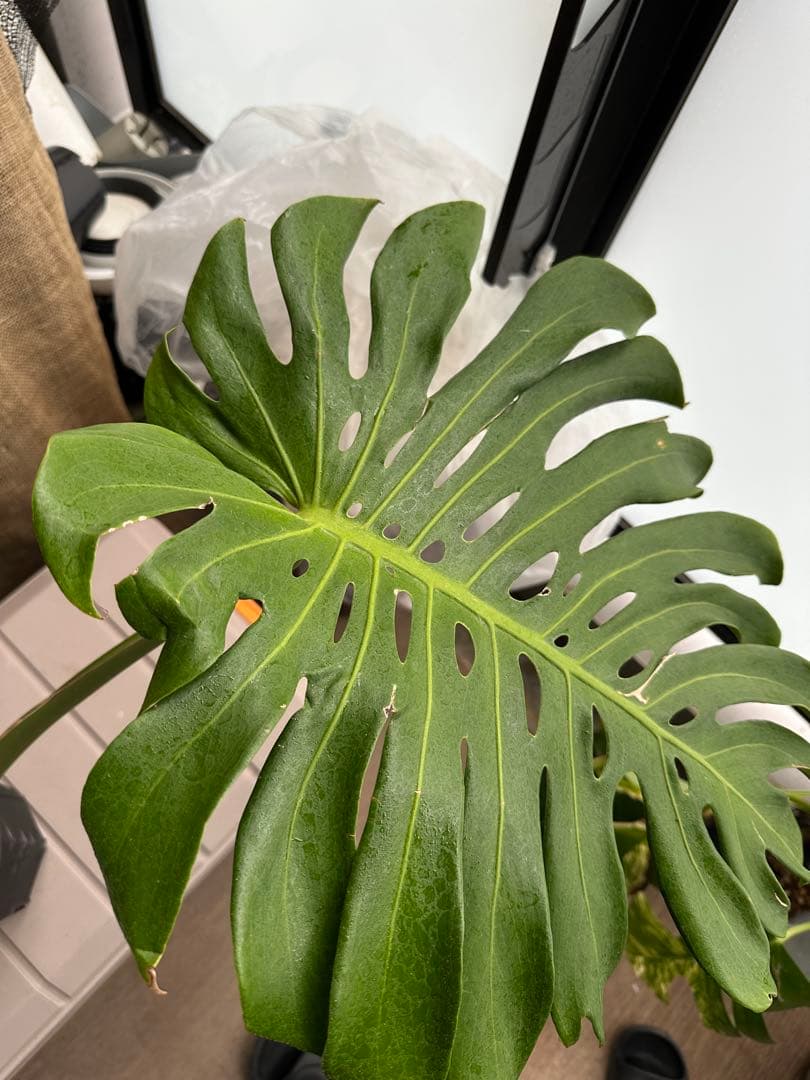 モンステラデリシオーサ マクロコズム 6号鉢 トップカット