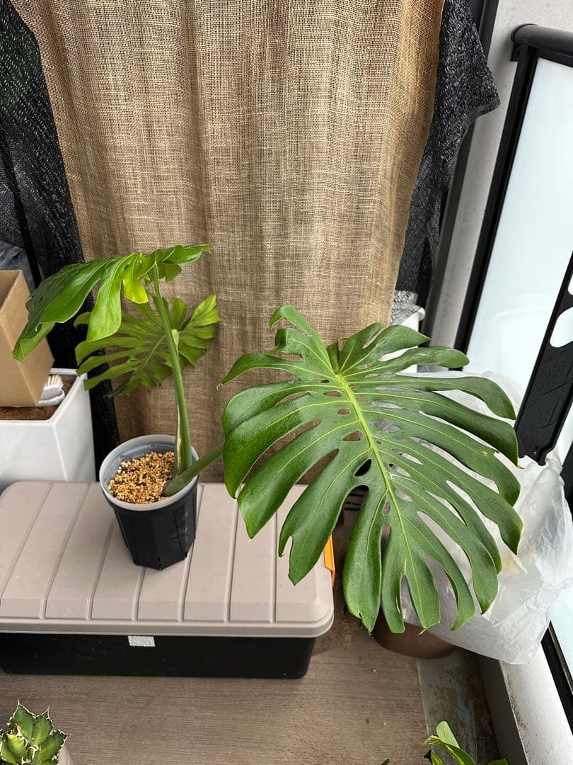 モンステラデリシオーサ マクロコズム 6号鉢 トップカット