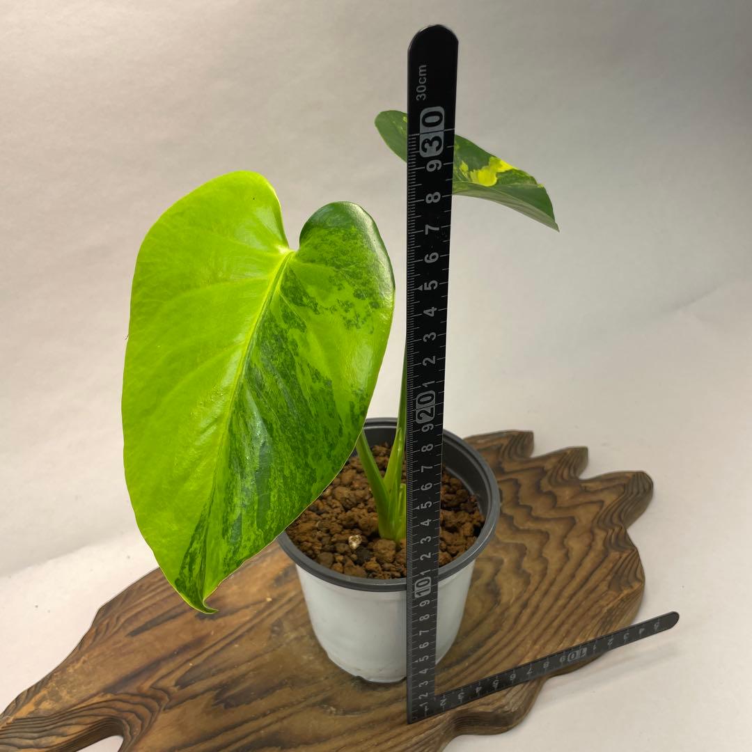 に*y様 L022モンステラデリシオーサ イエローマリリン