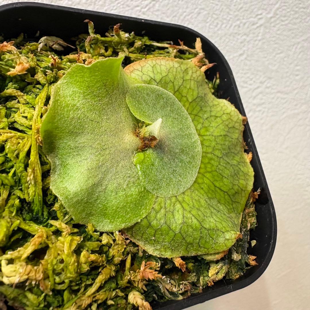 khunphon yot ♯14 クンポン ビカクシダ 子株 株分け