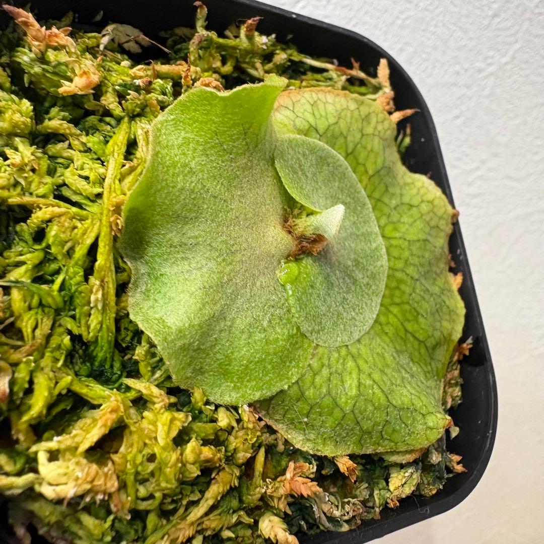 khunphon yot ♯14 クンポン ビカクシダ 子株 株分け