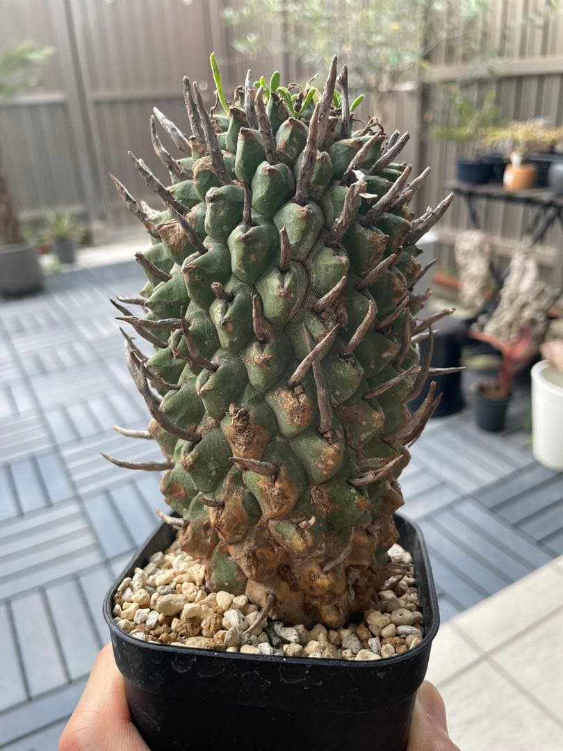 闘牛角　スコエンランディ　現地球