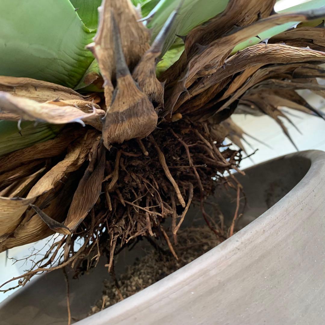 青メリコ　　大株