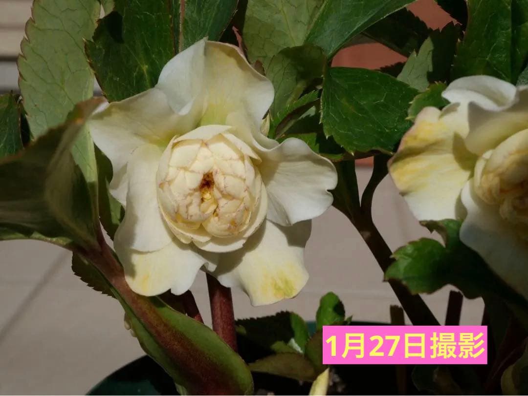 クリスマスローズ 『ディオーネ 』 加藤農園 認定