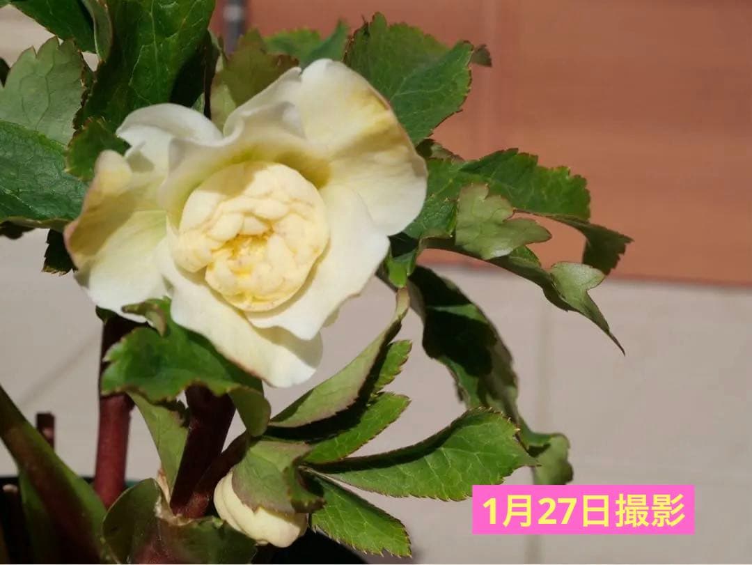 クリスマスローズ 『ディオーネ 』 加藤農園 認定