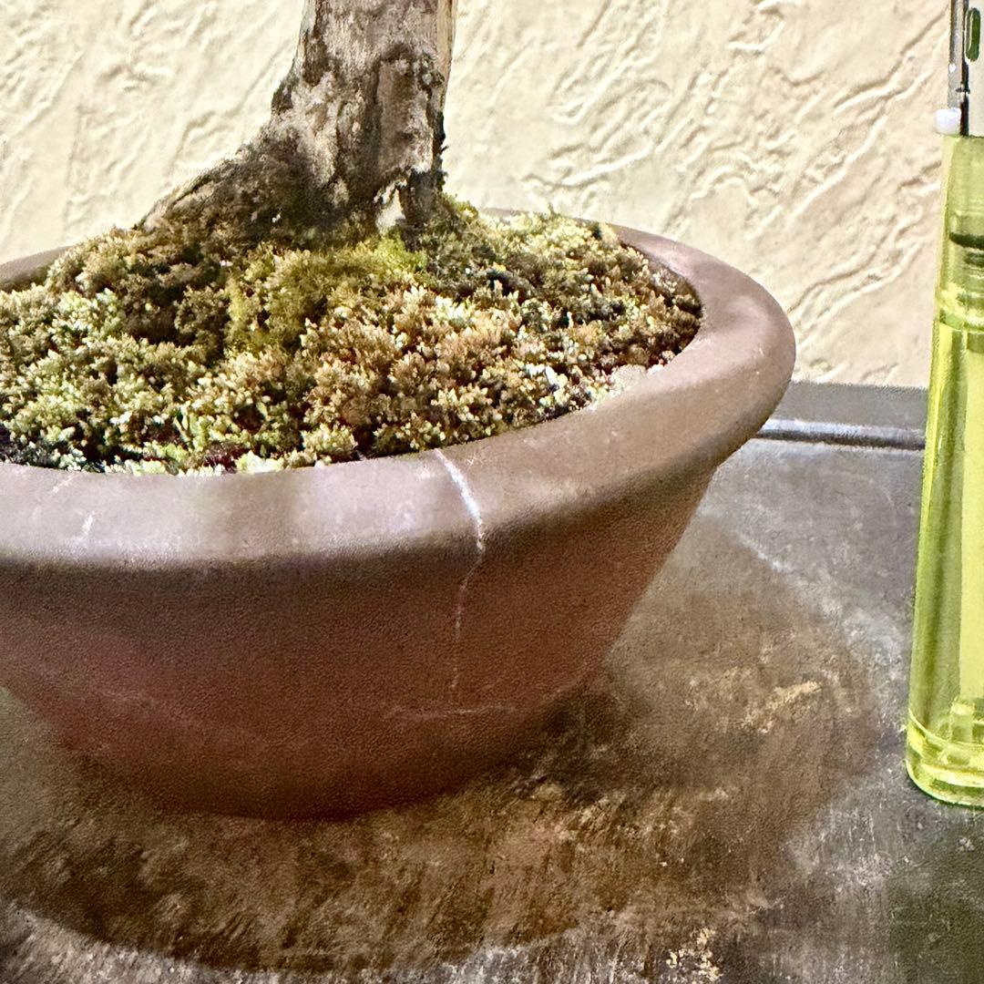 樹高17㎝　真柏　小品　盆栽　黒松　五葉松　赤松　梅　桜　紅葉　楓　薔薇　椿