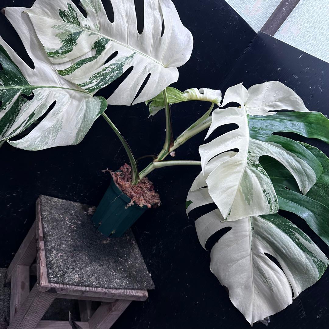 D*l様 斑入りモンステラ ホワイトタイガー極美大株56cm白斑多