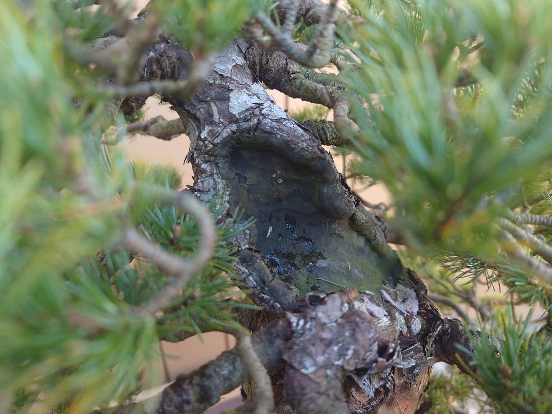 盆栽　瑞祥　五葉松　樹高58cm