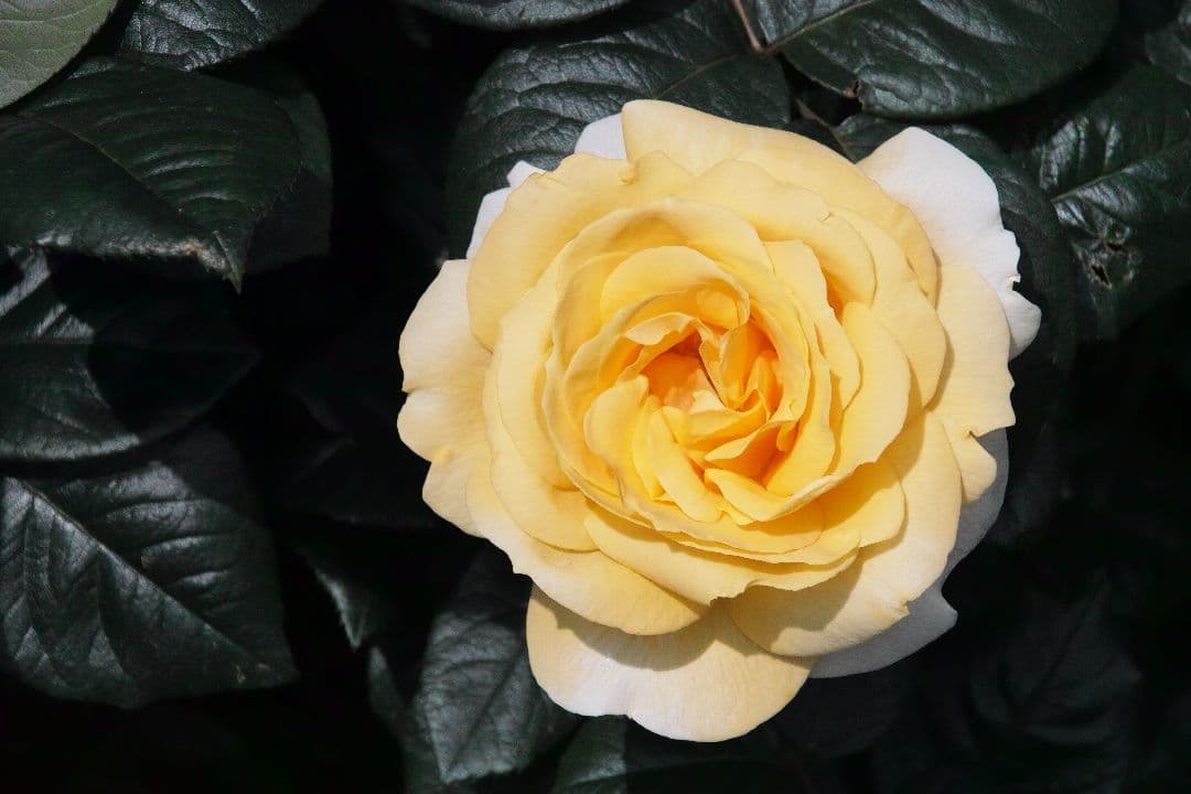 SIGMA SD1メリル＋ レンズ2本セットきれい、作例あり