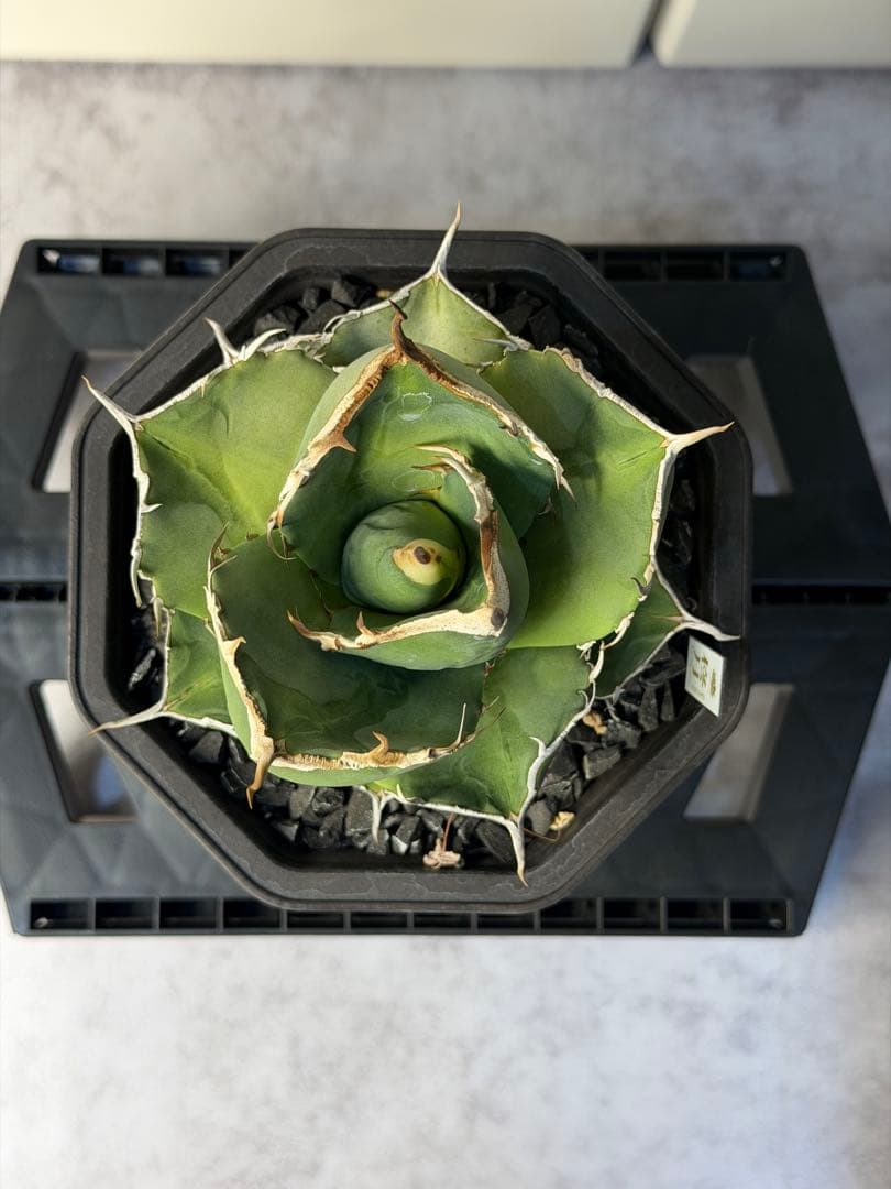 ［親株出品］アガベ　秋月