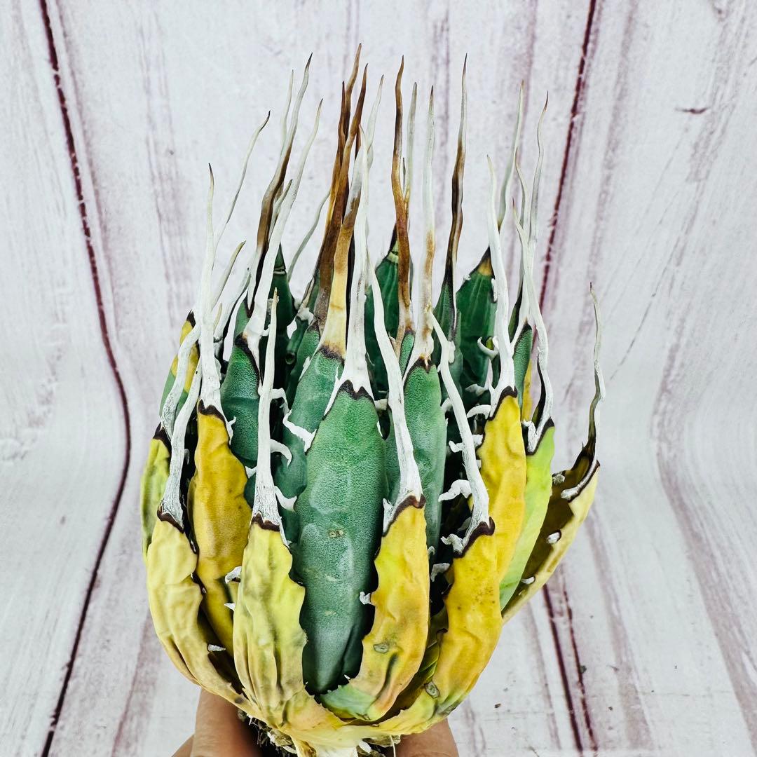 7 アガベ ユタエンシス エボリスピナ ロングスパイン ホワイトスパイン