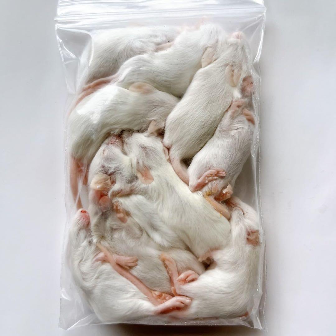 EXO TERRA 6030 ミディアムテラリウムと冷凍ラットセット