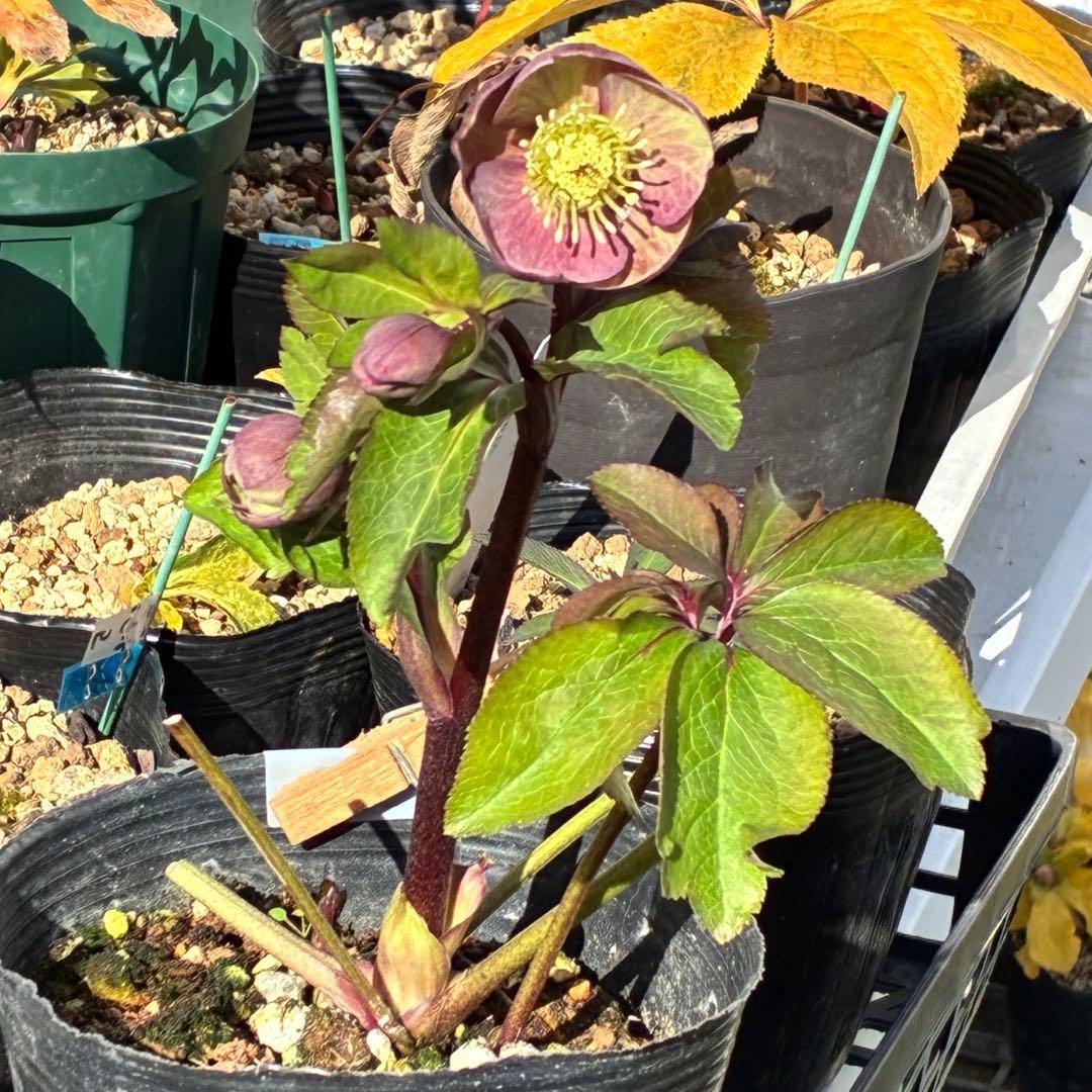 ラ*ク様 3469☘️花、タグ付き☘️⭐️あずき色⭐️小輪⭐️コロコロカップ⭐️