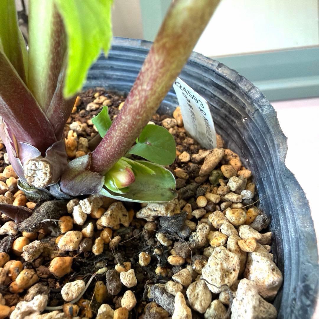 【加藤農園】クリスマスローズ　認定モーリープリマヴェーラ《1/19》