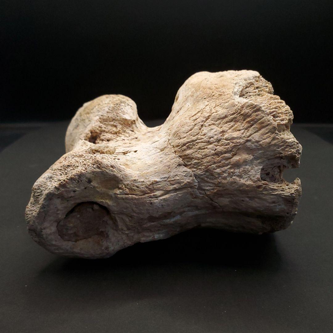 希少 ティラノサウルス類 化石 骨 恐竜 ゴビ砂漠産101.33mm  fr87