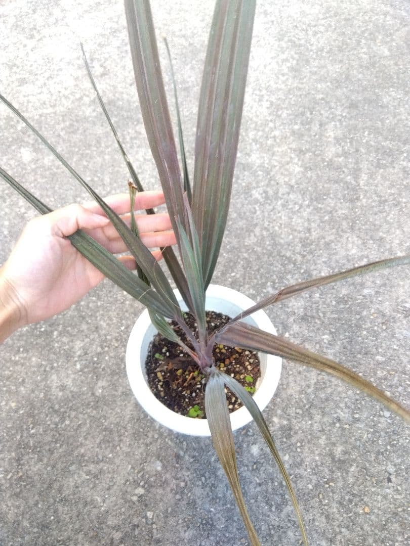 ビスマルキア　ノビリス　6号鉢つき　①