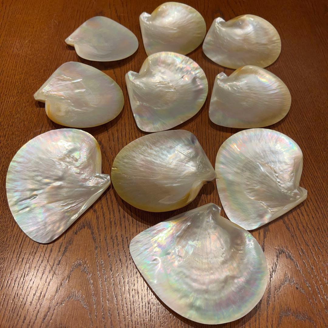 美品　オーストラリア産　磨き　シロチョウガイ　10枚セット　貝ボタン